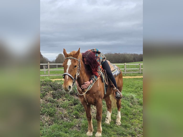 Freiberger Gelding 15 years 15,1 hh Chestnut-Red in Linkenbach