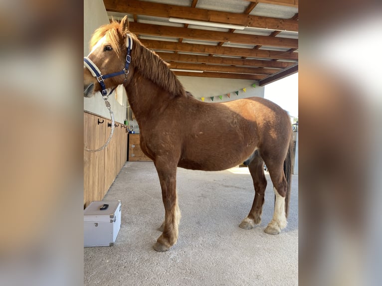 Freiberger Gelding 16 years 15.1 hh Chestnut-Red in Kälbern