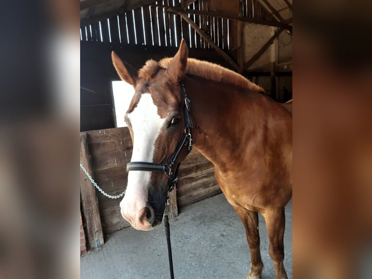 Freiberger Gelding 16 years 15.3 hh Chestnut-Red in Münster