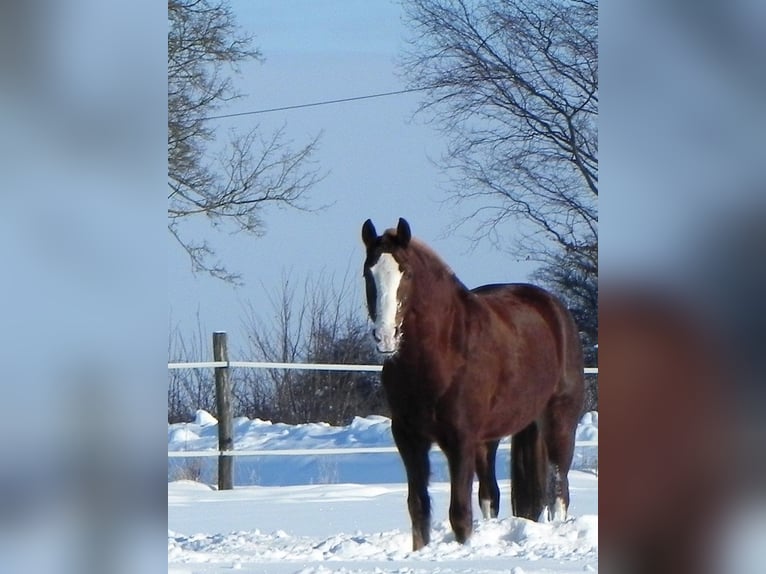 Freiberger Gelding 16 years 15.3 hh Chestnut-Red in Münster