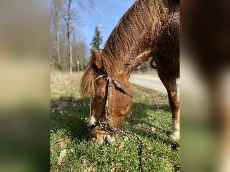 Freiberger Gelding 16 years 15,1 hh Chestnut-Red in Neuerkirch