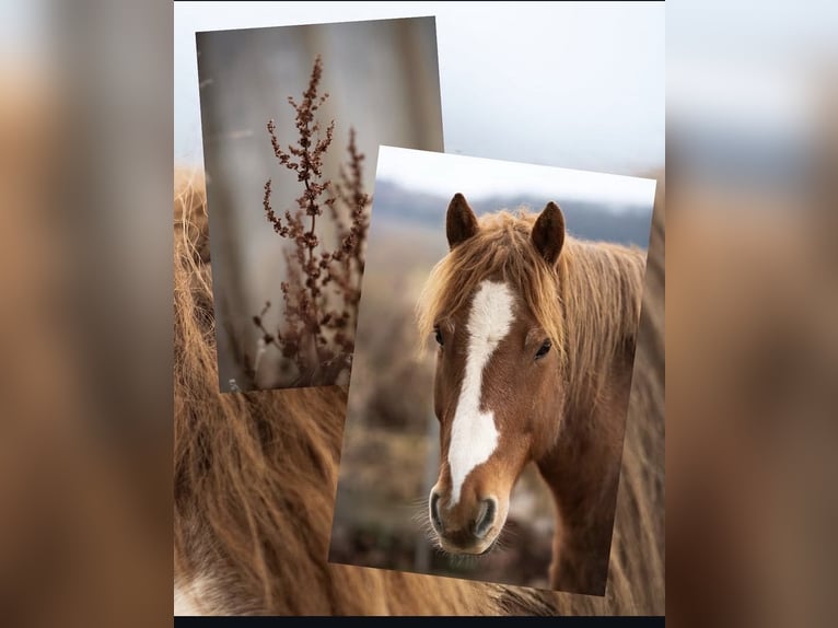 Freiberger Gelding 16 years 15,1 hh Chestnut-Red in Neuerkirch