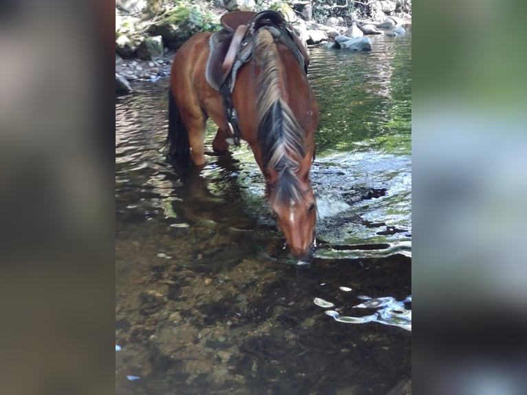 Freiberger Gelding 18 years 15.1 hh Brown in Stegen