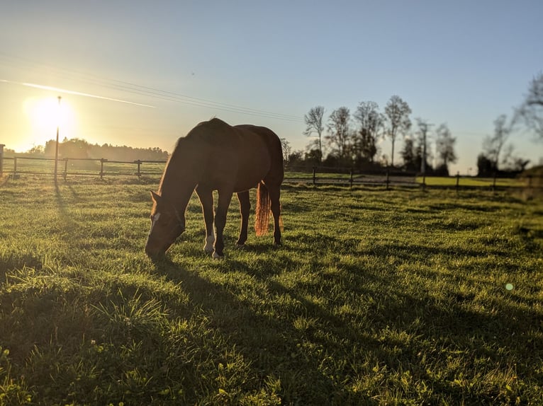 Freiberger Gelding 18 years 15 hh Brown in Dornhan