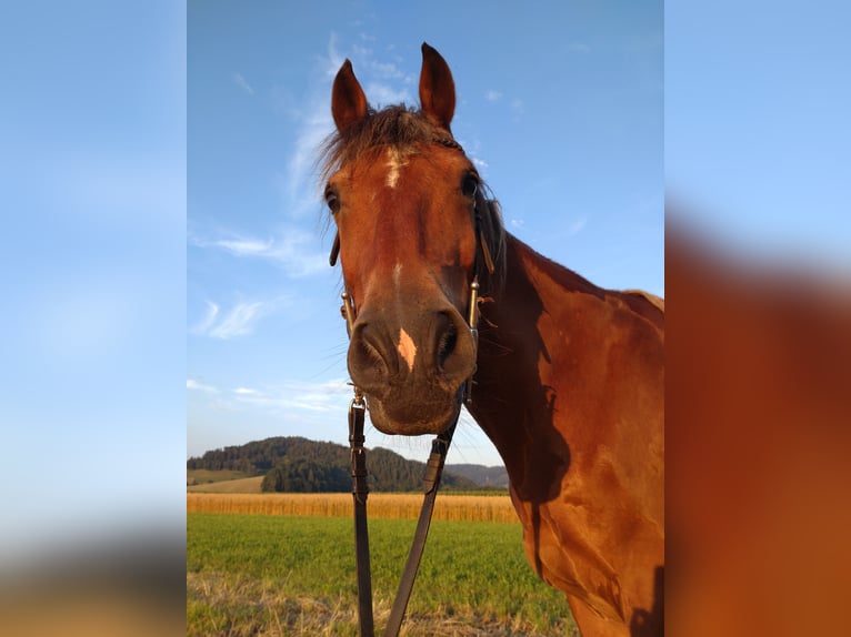 Freiberger Gelding 18 years 15,1 hh Brown in Stegen