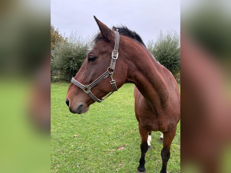Freiberger Gelding 18 years 16.1 hh Bay-Dark in Münster