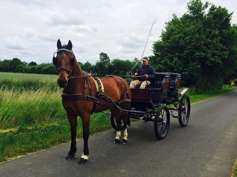 Freiberger Gelding 18 years 16.1 hh Bay-Dark in Münster