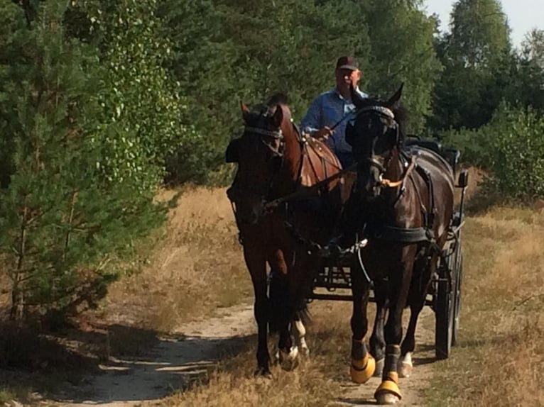Freiberger Gelding 18 years 16.1 hh Bay-Dark in Münster