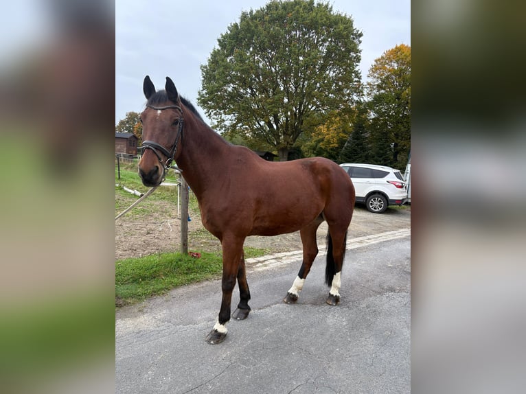 Freiberger Gelding 18 years 16,1 hh Bay-Dark in Münster