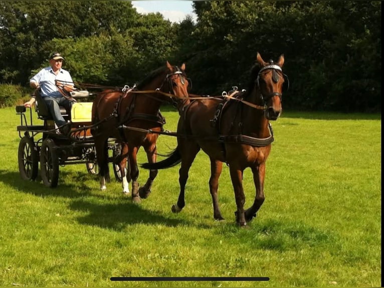 Freiberger Gelding 18 years 16,1 hh Bay-Dark in Münster