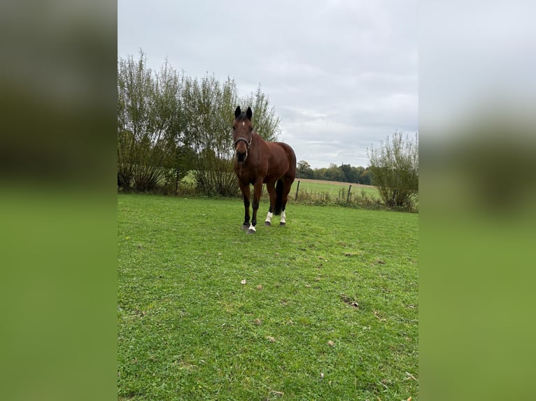 Freiberger Gelding 18 years 16,1 hh Bay-Dark in Münster