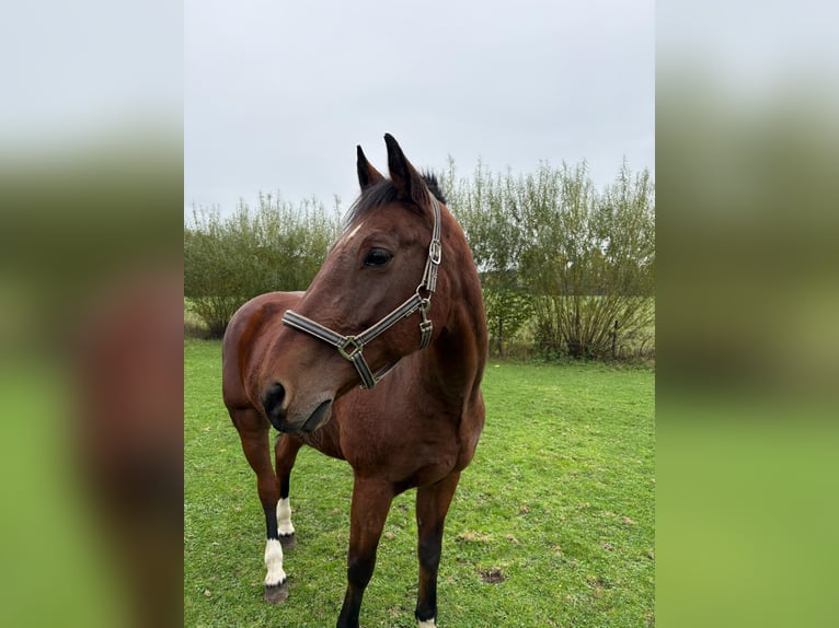 Freiberger Gelding 18 years 16,1 hh Bay-Dark in Münster