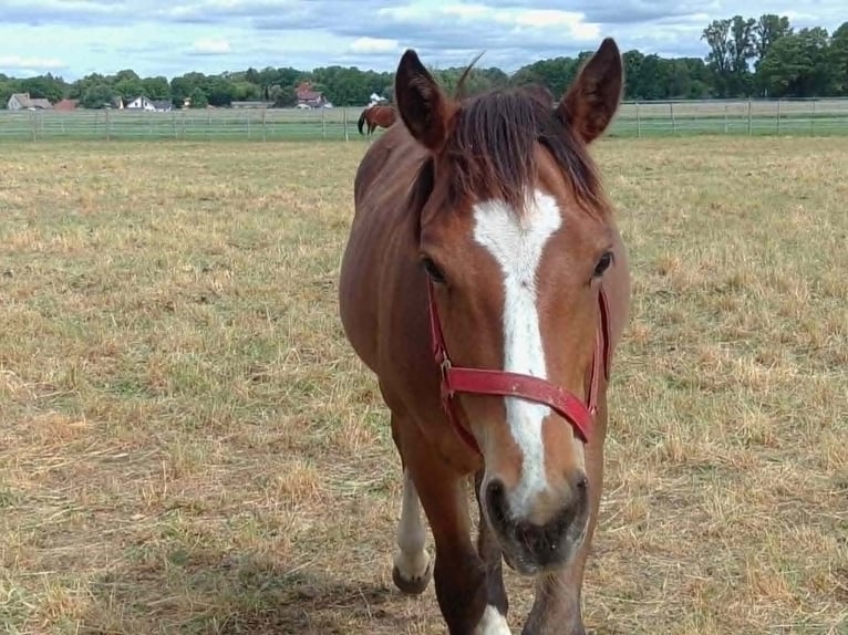 Freiberger Gelding 1 year 15.2 hh Bay-Dark in Radlow