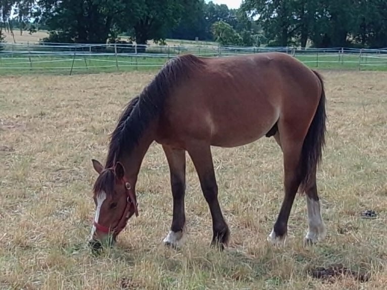 Freiberger Gelding 1 year 15.2 hh Bay-Dark in Radlow