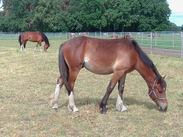 Freiberger Gelding 1 year 15.2 hh Bay-Dark in Radlow