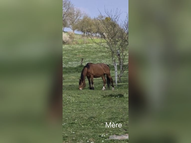 Freiberger Gelding 1 year 15.2 hh Brown in GUEBLING