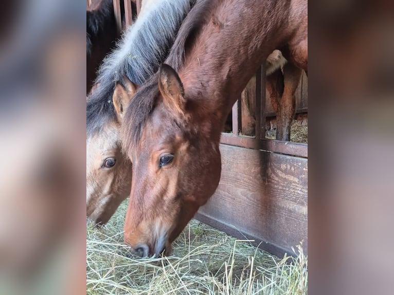 Freiberger Gelding 1 year 15.2 hh Brown in GUEBLING