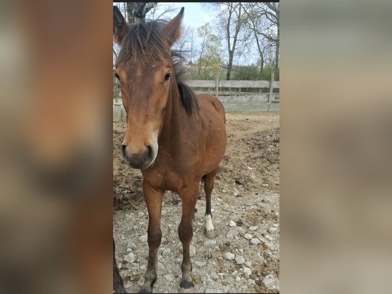 Freiberger Gelding 1 year 15.2 hh Brown in GUEBLING