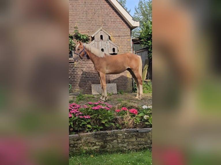 Freiberger Gelding 1 year 15,2 hh Chestnut-Red in Olst