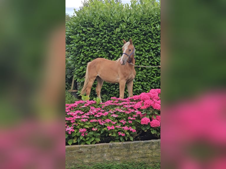 Freiberger Gelding 1 year 15,2 hh Chestnut-Red in Olst