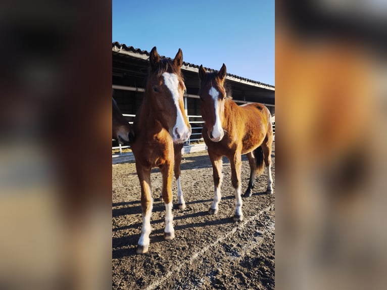 Freiberger Gelding 1 year Brown in Ribbeckshorst
