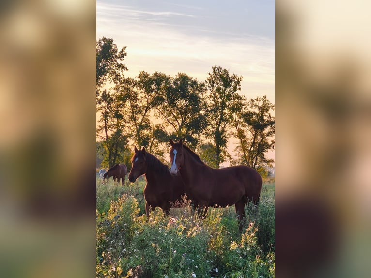 Freiberger Gelding 1 year Brown in Ribbeckshorst