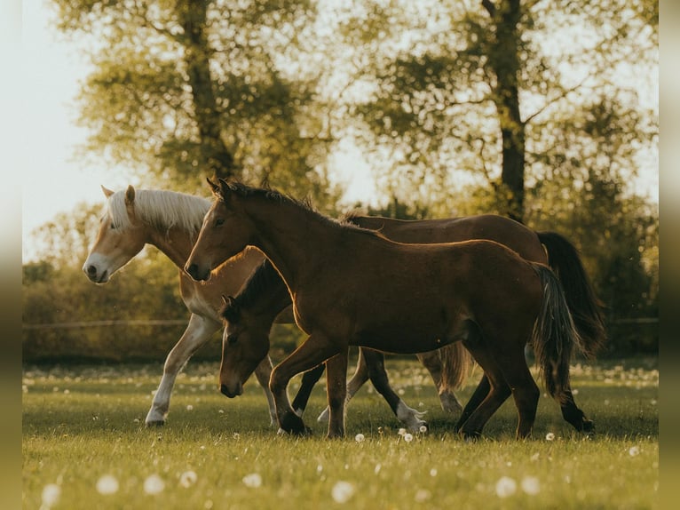 Freiberger Gelding 1 year Brown in Ribbeckshorst
