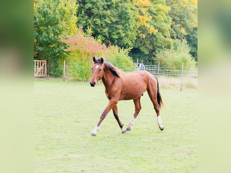 Freiberger Gelding 1 year in H&#xFC;rth