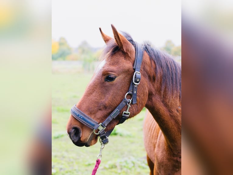 Freiberger Gelding 1 year in H&#xFC;rth