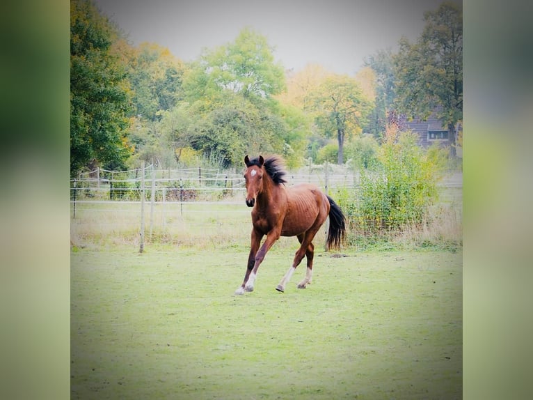 Freiberger Gelding 1 year in H&#xFC;rth