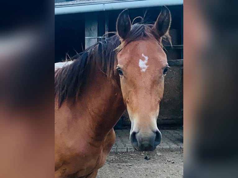 Freiberger Gelding 1 year in H&#xFC;rth