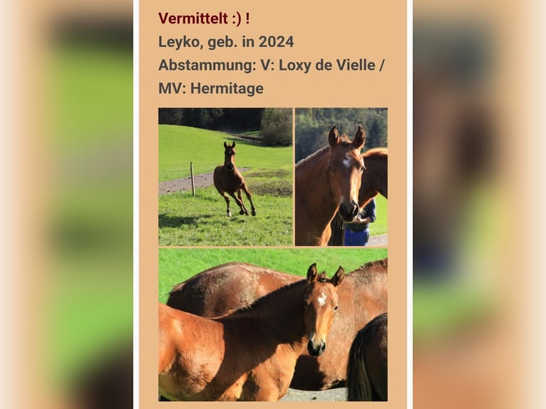 Freiberger Gelding 1 year in H&#xFC;rth