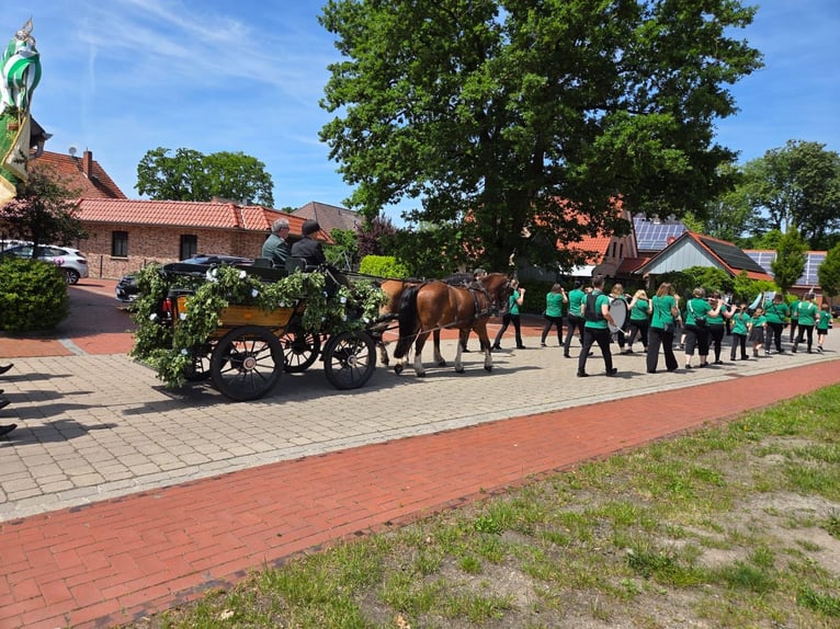 Freiberger Gelding 20 years 14.2 hh Brown in Kirchdorf