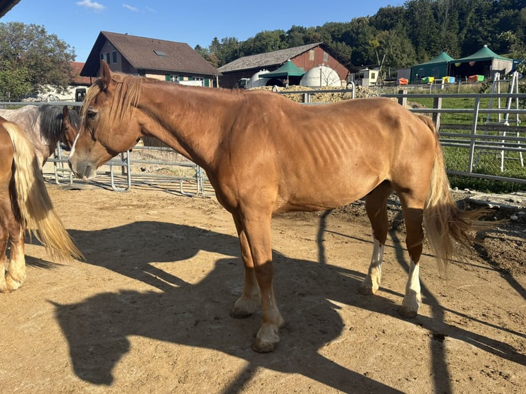 Freiberger Gelding 21 years Chestnut-Red in D&#xE4;niken SO