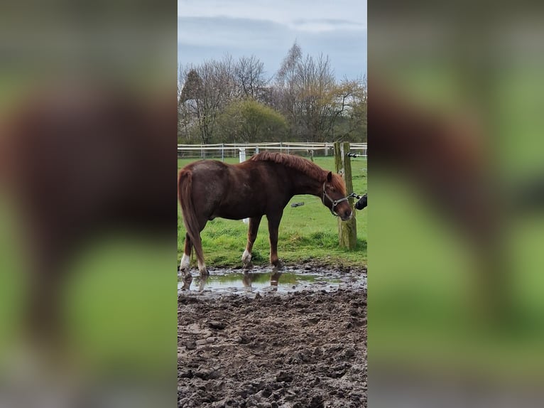 Freiberger Mix Gelding 21 years  in Bocholt
