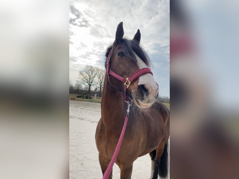 Freiberger Mix Gelding 24 years 15,1 hh Bay-Dark in Gro&#xDF; Kummerfeld