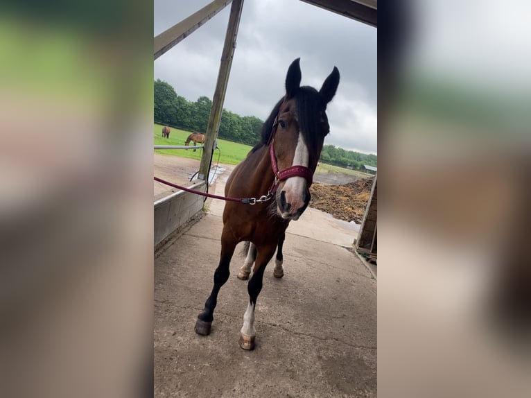Freiberger Mix Gelding 24 years 15,1 hh Bay-Dark in Gro&#xDF; Kummerfeld