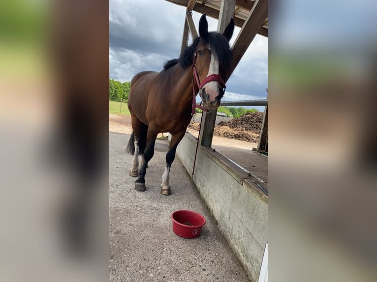 Freiberger Mix Gelding 24 years 15,1 hh Bay-Dark in Gro&#xDF; Kummerfeld