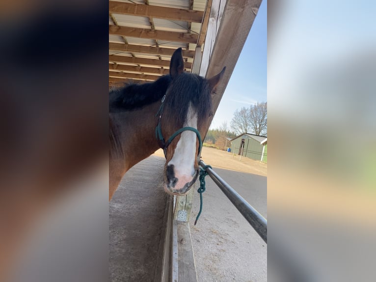 Freiberger Mix Gelding 24 years 15,1 hh Bay-Dark in Gro&#xDF; Kummerfeld