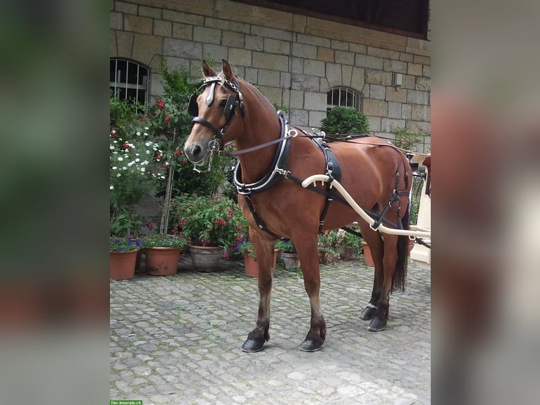 Freiberger Gelding 25 years 16,1 hh Brown in Biel-Benken