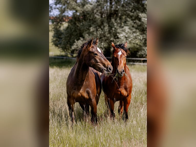 Freiberger Gelding 2 years 14.2 hh Bay-Dark in Mauern