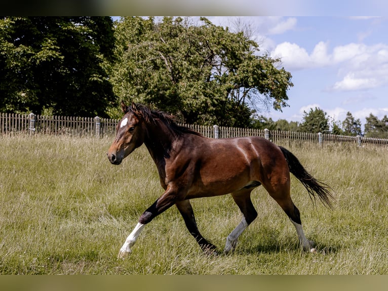 Freiberger Gelding 2 years 14.2 hh Bay-Dark in Mauern