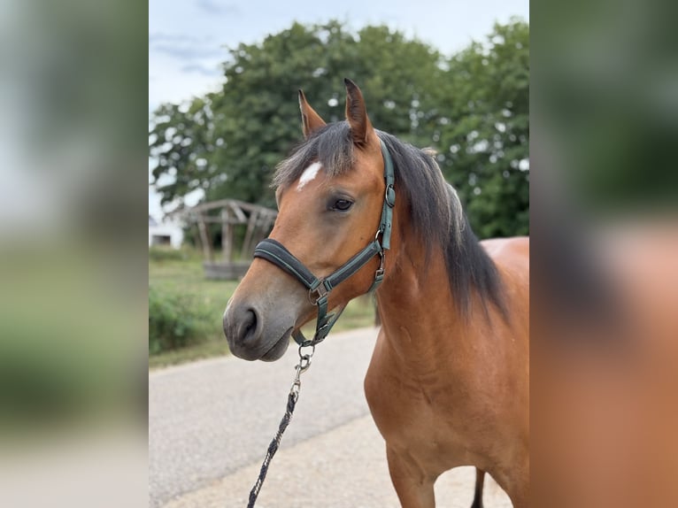 Freiberger Gelding 2 years 14.2 hh Brown in Nennslingen