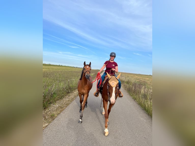 Freiberger Gelding 2 years 14.2 hh Brown in Nennslingen