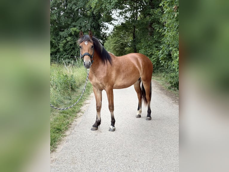 Freiberger Gelding 2 years 14.2 hh Brown in Nennslingen