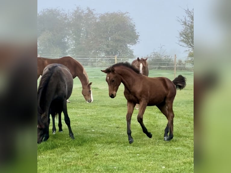 Freiberger Mix Gelding 2 years 14 hh Brown in Fehmarn