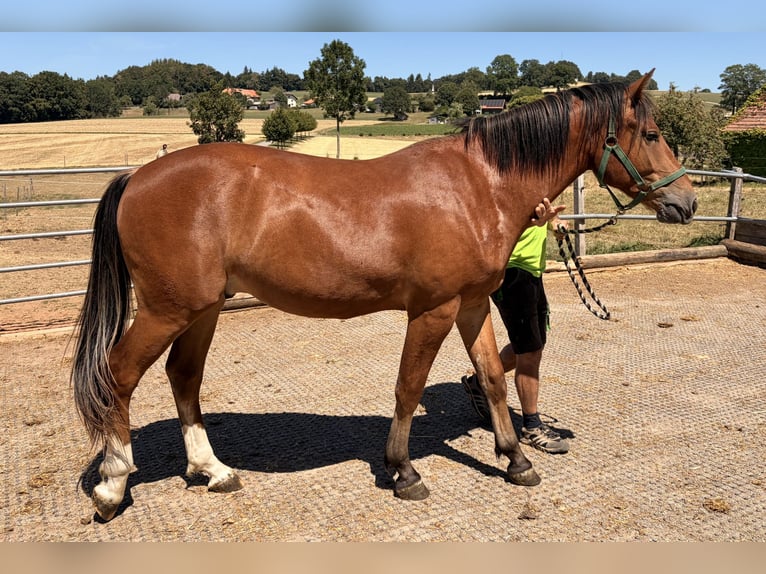 Freiberger Gelding 2 years 15.1 hh Brown in St. Antoni
