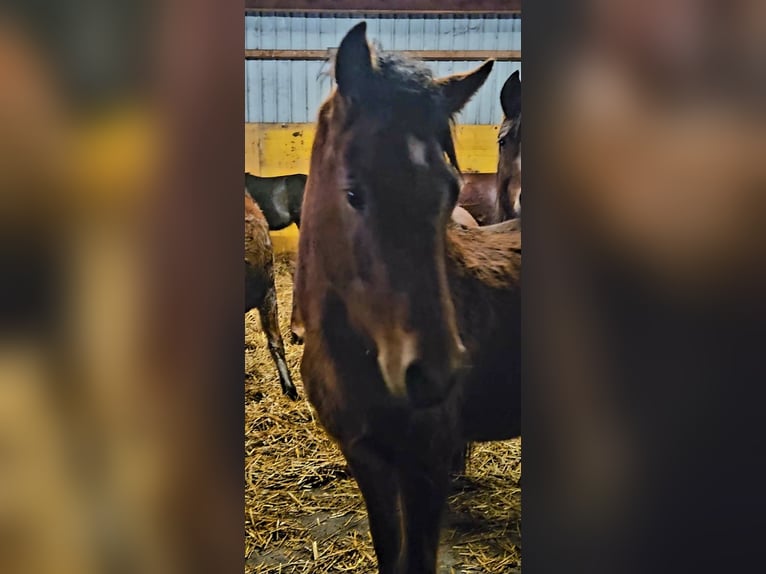 Freiberger Gelding 2 years 15.2 hh Brown in Olst