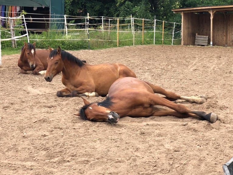 Freiberger Gelding 2 years 15.2 hh Brown in Eltmann