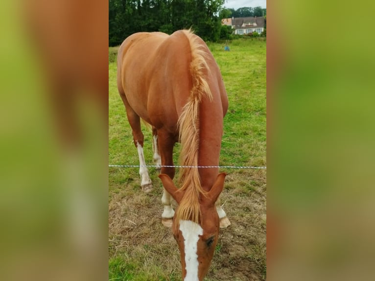 Freiberger Gelding 2 years 15,2 hh Chestnut-Red in Valliquerville